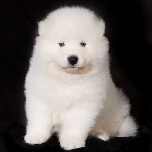 élevage of sparkling starlight Samoyède