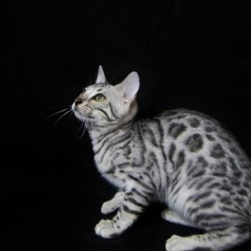 Eleveur : ALDER GARDEN'S