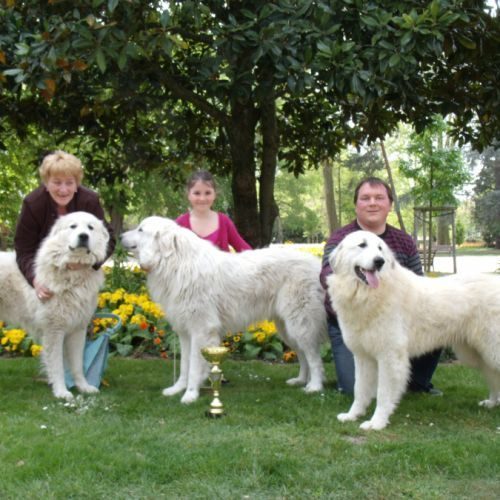 Élevage : chien de montagne des pyrenees yorkshire terrier