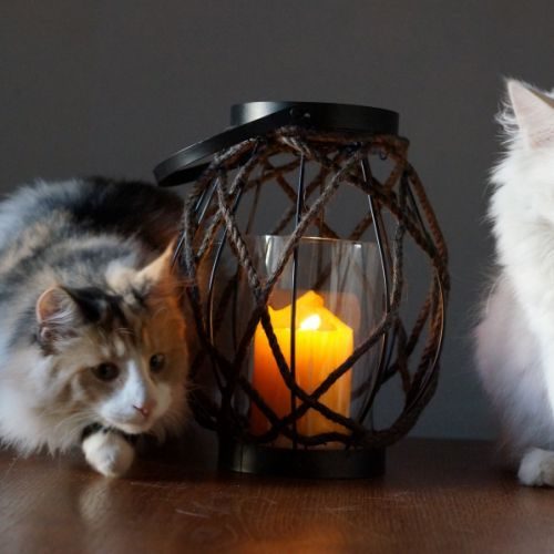 Élevage : norvégien (chat des bois - forêts norvégiennes)