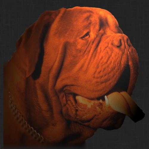 Élevage : dogue de bordeaux