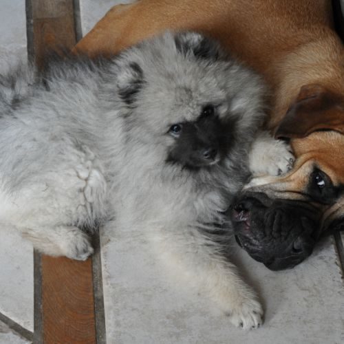 Eleveur : Elevage de la chaume Mathey