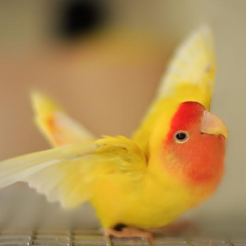 Élevage : inseparable rosegorge