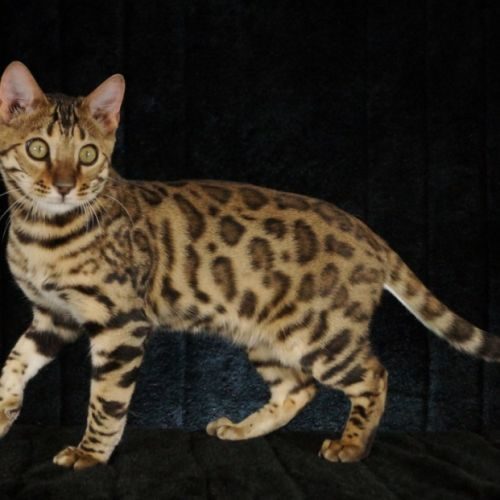 Eleveur : divine idylle bengal