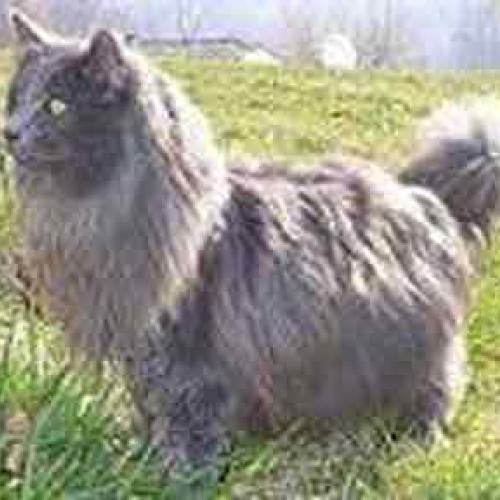 Élevage : chatterie de la chatterton