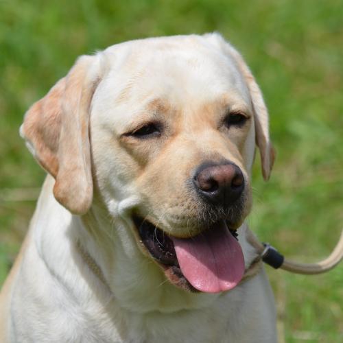 Elevage des Tempêtes d'Iroise