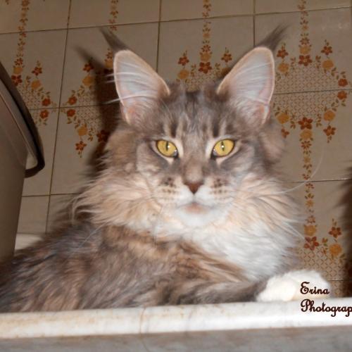 Elevage de Maine Coon