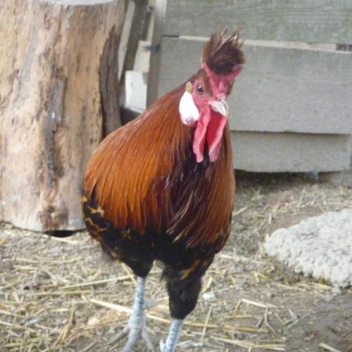 Elevage d'animaux de la ferme