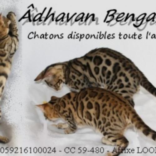 Âdhavan Bengals