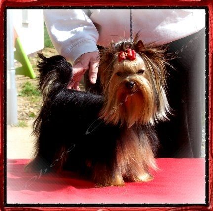 Petit élevage familial de Yorkshire terrier LOF