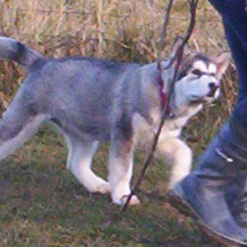 Elevage inuit's flag seeker