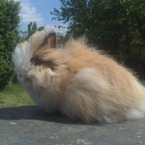 Les P'tites Peluches Angoras