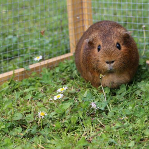 Elevage de l'Arche des Chons