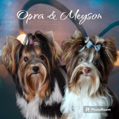 Biewer terrier, biro terrier et yorkshire chocolat