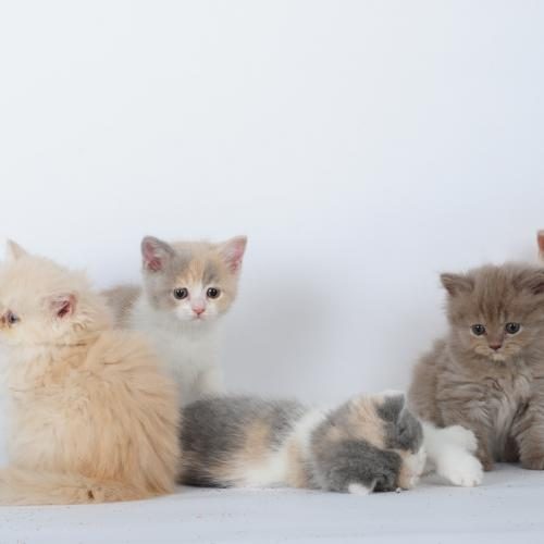 Chatterie des Ducs de Bretagne