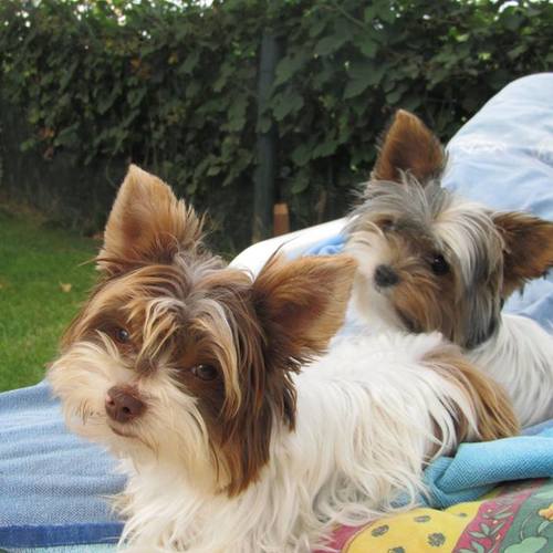 Les Biewers et les Biros d'Acalie