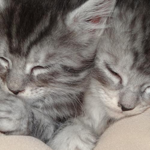 Elevage Du Fief De La Valé