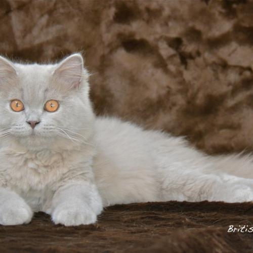 Elevage British Addict