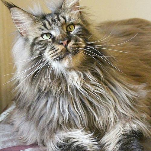 Elevage familial de Maine Coon