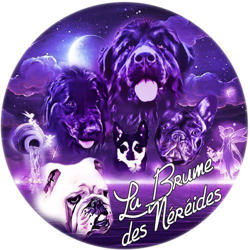 Élevage de la Brume des Néréides