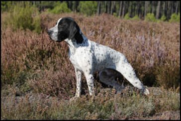 Braque d'Auvergne du Ruisseau de Montbrun