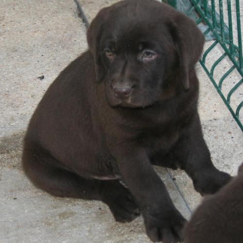 labradors chocolat LOF chasse et beauté