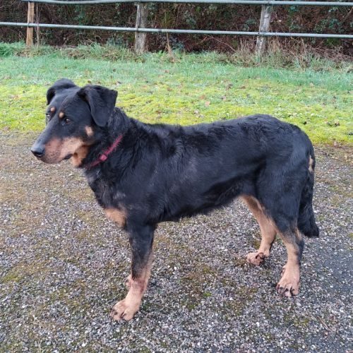 Elevage de la valeriane fleurie