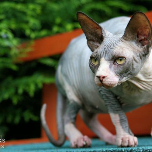 Elevage des Highlands