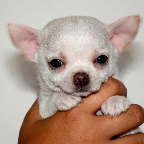 Elevage De L'Etoile De Massilia