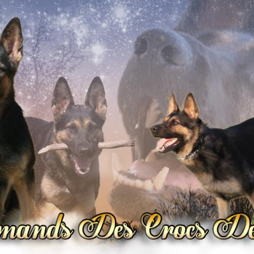 Elevage Familial Des Crocs De Montmirail