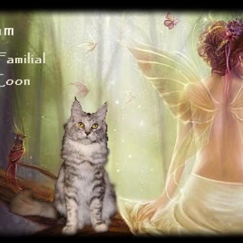 Chatterie Feline's Dream