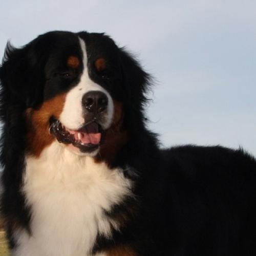 Bouvier Bernois Du jardin des trois couleurs