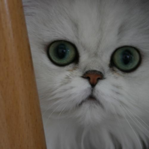 Le val de coton élevage de persans