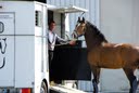 Transport chevaux