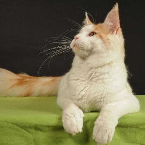 Chatterie Légende d'Eros