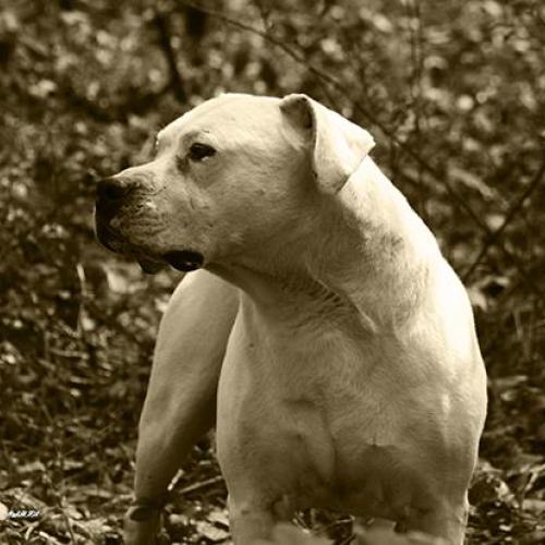Dogue Argentin and Staffordshire Bull Terrier