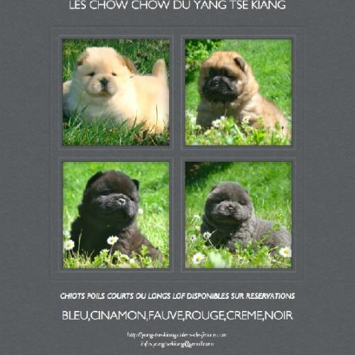 Elevage Du Yang Tse Kiang