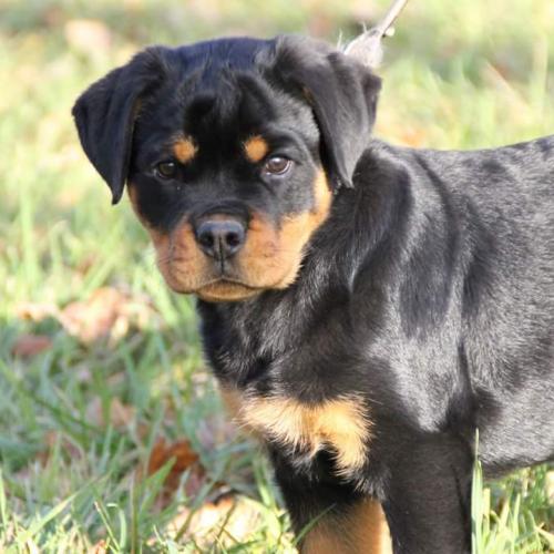 Elevage de rottweiler et bouledogue français lof