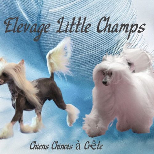 élevage Little Champs