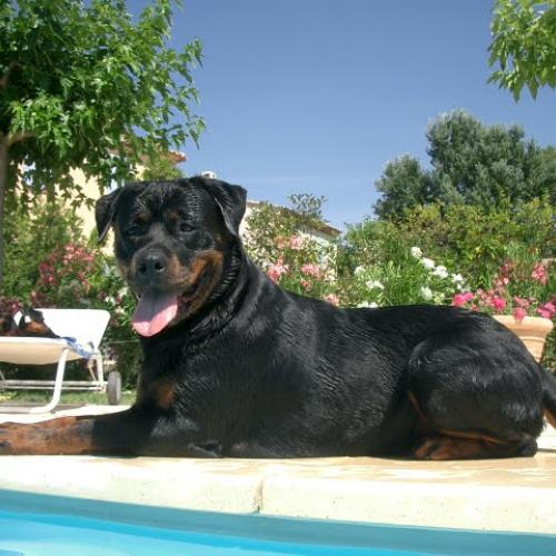 Élevage : rottweiler pinscher nain