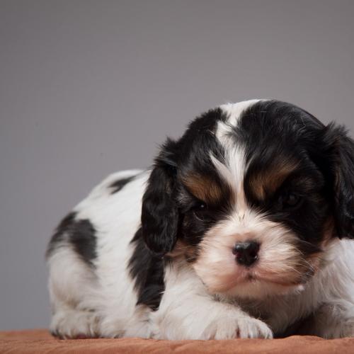 Le domaine de noire épine