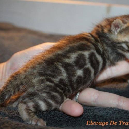 Elevage de chat de race bengal