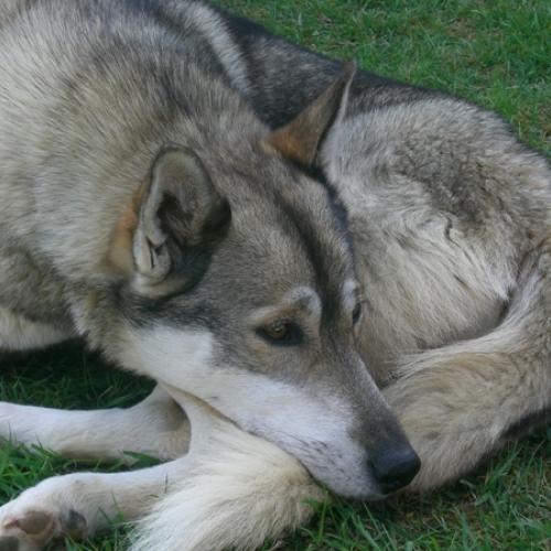 Dolina Volka Husky Sibérien
