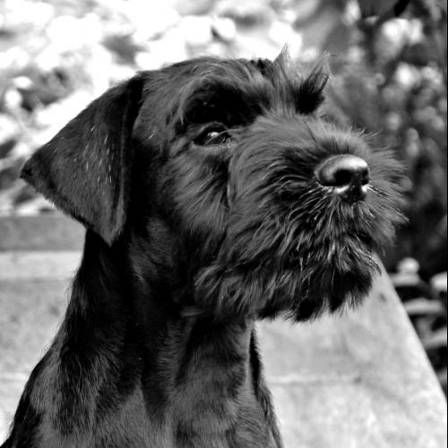 Les schnauzers moyens noirs de Voxanoire....