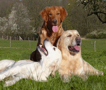 Elevage familial exclusivement de golden retriever