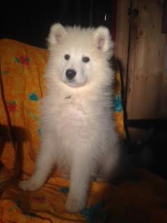 élevage de chats et chiens