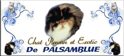 élevage persan, exotic, caniche de palsamblue