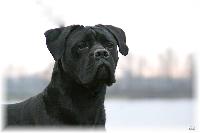 Elevage du GILWESK PENSION (61)