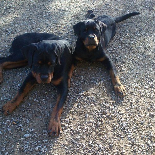 ELEVAGE DE ROTTWEILER DU SULTAN A LA REINE LADICE