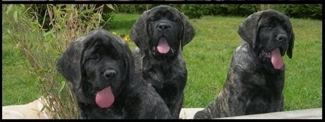 L'élevage du Domaine de Bounty